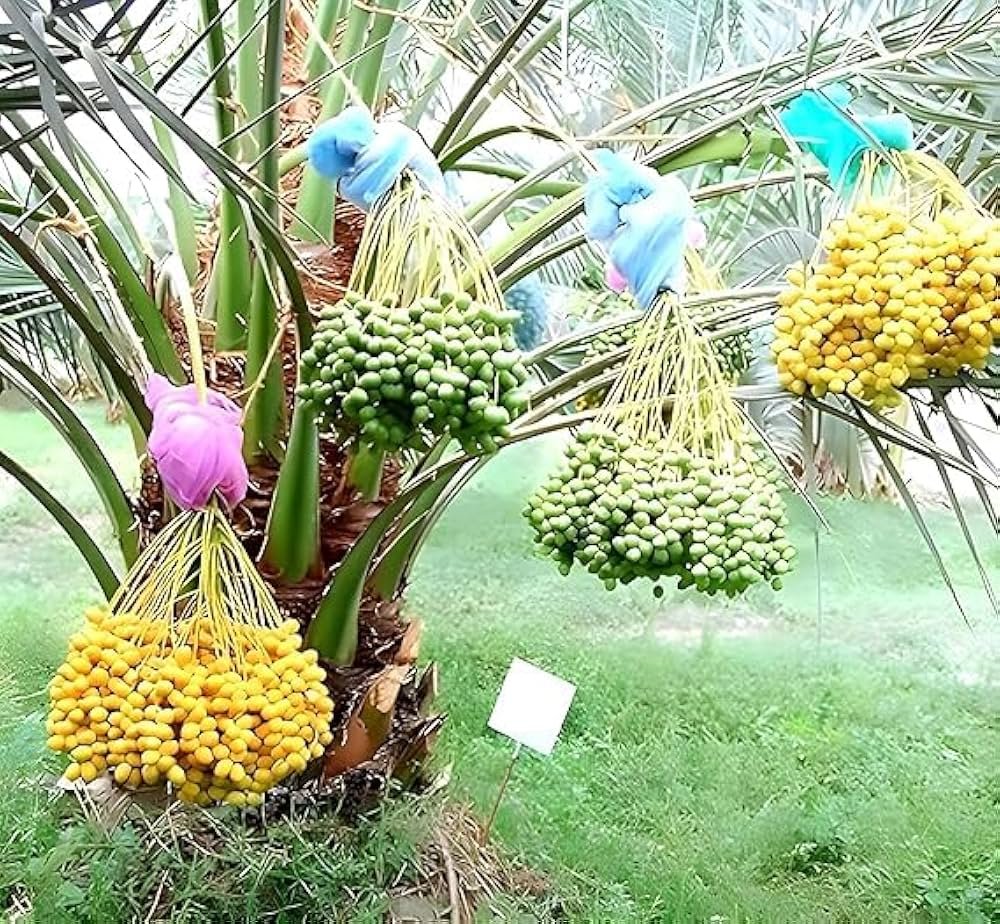Yellow Hybrid Kajoor Plant